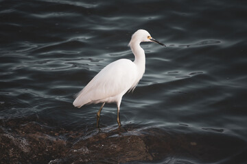heron waiting for the fish