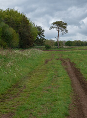 a single lone high branched pine tree at the end of track