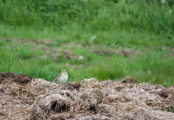 skylark feeding amongst the remains of a broken hay bale