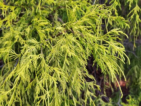 Gold dwarf threadleaf false cypress, Chamaecyparis pisifera.