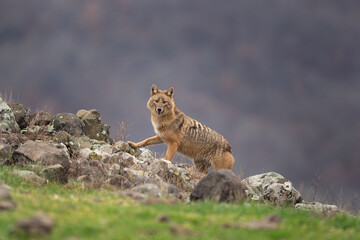Golden jackal in Rhodope Mountains. Scavengers looking for food. Jackal in Bulgaria mountains. European wildlife. 