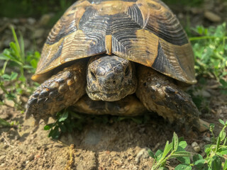 turtle on the ground