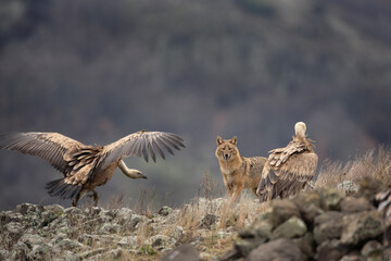 Golden jackal between griffon vultures in Rhodope Mountains. Scavengers looking for food. Jackal and vultures in Bulgaria mountains. European wildlife. 
