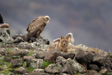 Golden jackal between griffon vultures in Rhodope Mountains. Scavengers looking for food. Jackal and vultures in Bulgaria mountains. European wildlife. 