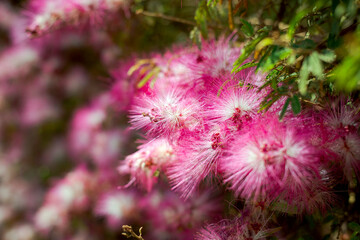 Detalhe da flor Caliandra - Calliandra Brevipes ou esponjinha em jardim de Guarani, Minas Gerais, Brasil