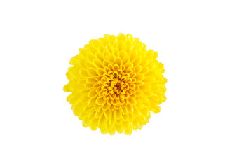 Yellow edible chrysanthemum flower isolated on white background