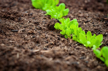 Lettuce salad seedling, growing food, gardening