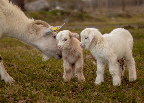 Twin baby goats with mother