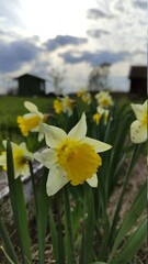 Obraz premium daffodils in spring