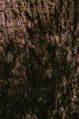 Obraz premium tree bark in the forest