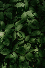 Green leaves in a forest