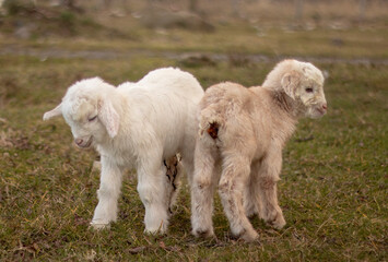 Twin baby goats together