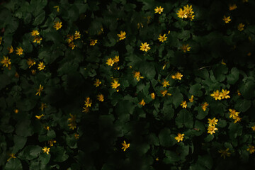 Yellow flowers in the forest