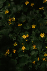 Yellow flowers in the forest