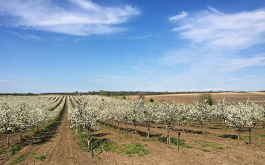 Cherry orchard in blossom during spring