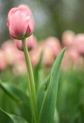 Naklejka premium Floral background with blur and selective focus
