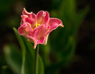 Floral background with blur and selective focus