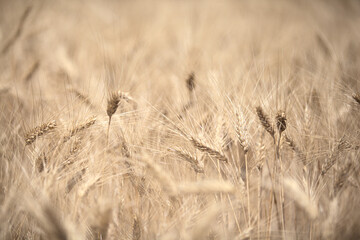 Fototapeta premium Mietitura del grano - Basilicata - ITALY