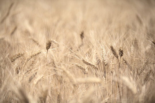 Mietitura del grano - Basilicata - ITALY