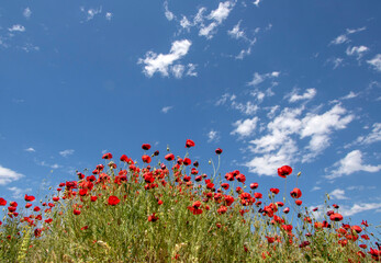 Obraz na płótnie Canvas poppy field and blue sky