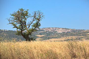 Mietitura del grano - Basilicata - ITALY