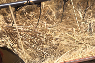 Mietitura del grano - Basilicata - ITALY