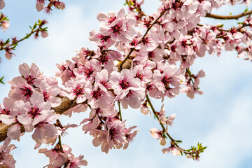 Fototapeta premium Vibrant Almond Blossoms In Springtime