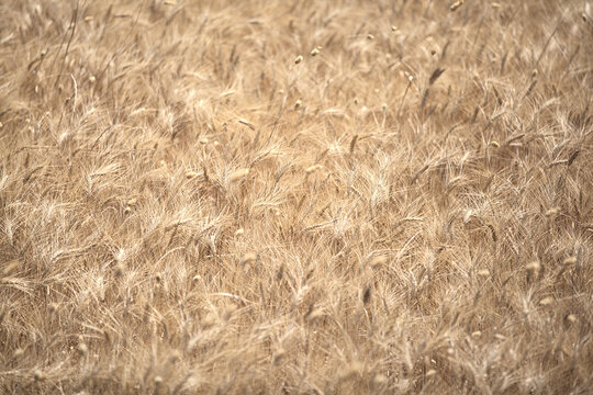 Mietitura del grano - Basilicata - ITALY