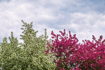 Fototapeta premium White and pink blossoming apple trees. White apple tree flowers