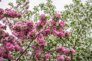 White and pink blossoming apple trees. White apple tree flowers