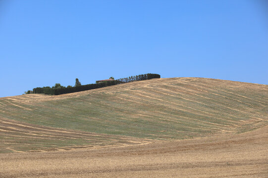 Mietitura del grano - Basilicata - ITALY