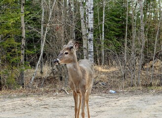 Close-up of a wild deer. Forest in the background