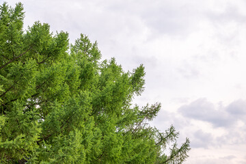 Crown of tall larch tree above head in the forest against a cloudy sky. Wild nature of the forests. Forest in spring.