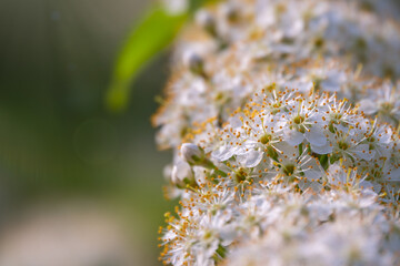 White cherry flowers. The branches of a blossoming Cherry tree with white flowers.