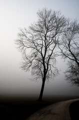 Gravel Road Through Mystic Misty Landscape