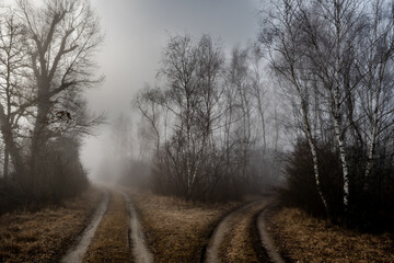 Gravel Road Junction in Misty Forest Landscape