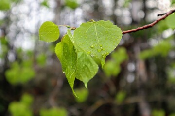 Close-up of green leaves with water droplets after rain in the forest