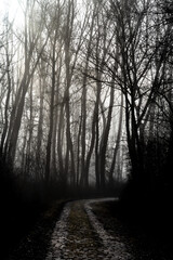 Fototapeta na wymiar Gravel Road Through Mystic Misty Landscape