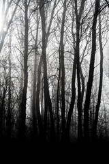 Fototapeta na wymiar Mystic Forest With Old Trees In Misty Weather