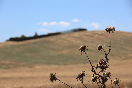 Mietitura del grano - Basilicata - ITALY