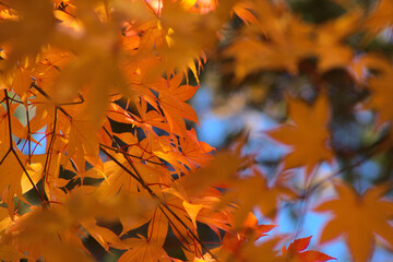 紅葉