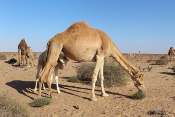 small camel drink milk nature