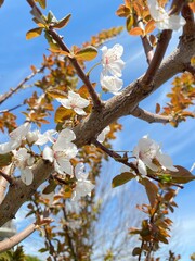 Cherry tree in bloom, Apple tree in bloom, white flowers