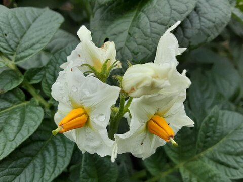 じゃがいもの花 Images Browse 284 Stock Photos Vectors And Video Adobe Stock