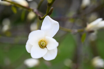 Close-up of a white magnolia flower