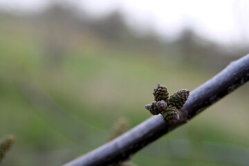 The beginning of the flowering of the walnut. Walnut bud on a branch. Close-up of a walnut bud.