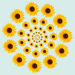 Optical illusion sunflower pattern circle on blue background. Summer spring flower concept.