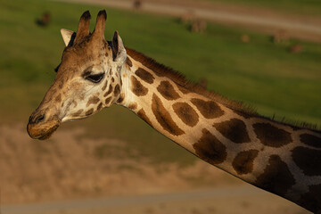 portrait of a giraffe