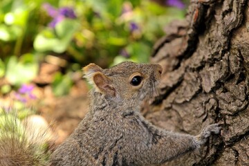Squirrel in spring garden, Ontario 