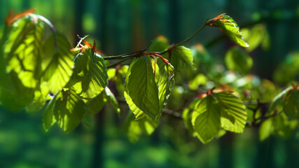 green leaves in the morning sun © Jerzy